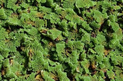 Full frame shot of duckweed