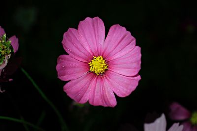 Close-up of pink flower