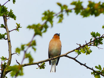 Low angle view of bird perching on tree against sky