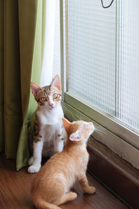 Portrait of cat sitting on window at home