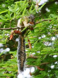 Close-up of lizard on tree