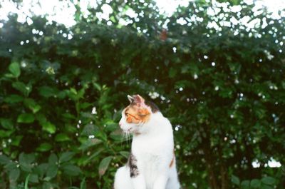 Cat looking away on tree