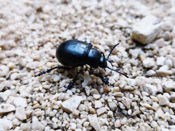 Close-up of insect on pebbles