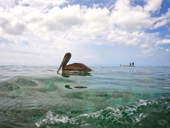 Pelican at kokomo beach curaçao