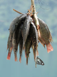 Close-up of dead fish hanging outdoors