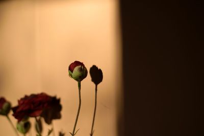 Close-up of red flower