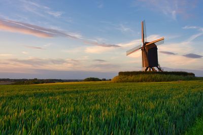 Scenic view of agricultural field against sky during sunset