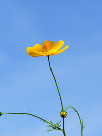 Low angle view of flowering plant against blue sky