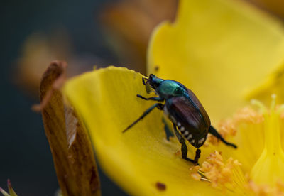 Close-up of insect pollinating on yellow flower