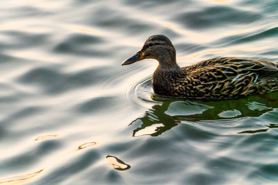 Duck swimming in a lake