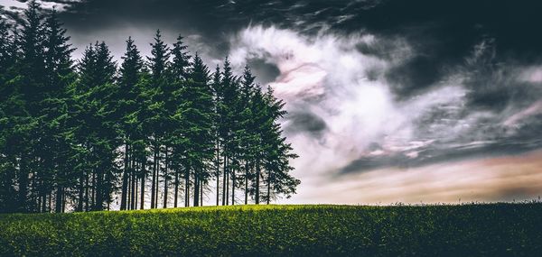 Trees on field against sky