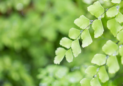 Close-up of green leaves on plant