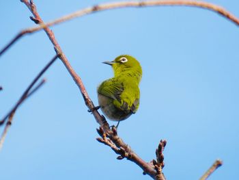 Bird perching on a branch