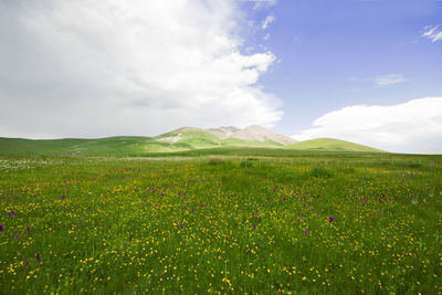 Scenic view of field against sky