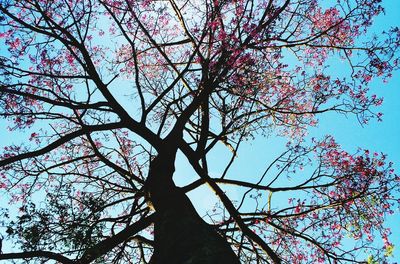 Low angle view of tree against sky