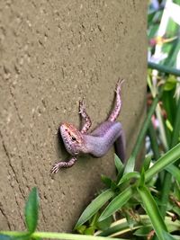 Close-up of lizard in the sea