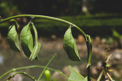 Close-up of plant