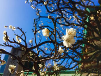 Low angle view of tree against sky