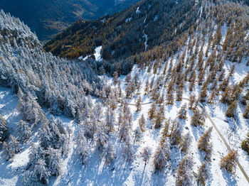 Aerial view of pine trees during winter