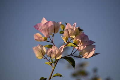 Low angle view of pink flowering bougainvillia against sky