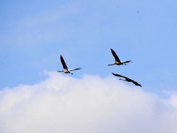 Low angle view of birds flying in sky