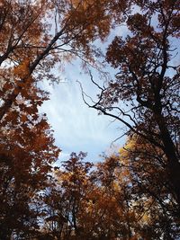 Low angle view of trees against sky