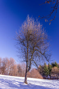 Trees on snow covered field against blue sky