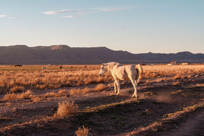 Horse standing on land