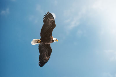 Low angle view of eagle flying in sky