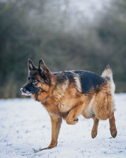 Dog looking away on snow covered land