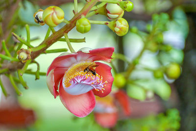 Close-up of red flowering plant