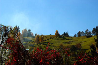 Scenic view of grassy field against clear sky