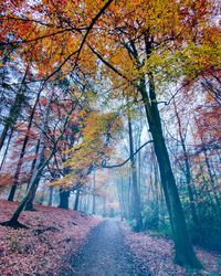 Trees in forest during autumn