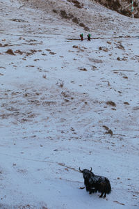 High angle view of dog walking on land