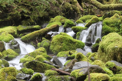 Scenic view of waterfall in forest