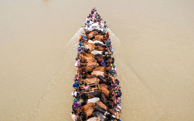 A lot of cows come from different districts of bangladesh to dhaka city by boat ahead of eid-al adha