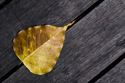 High angle view of leaf on table