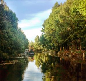 Reflection of trees in water