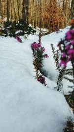 Close-up of snow on tree