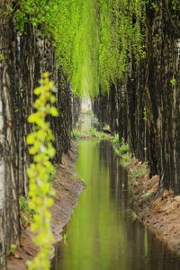 Scenic view of forest