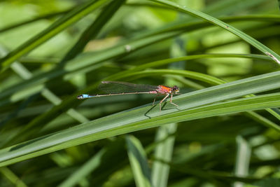 Close-up of grasshopper on leaf