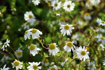 Close-up of white daisy flowers