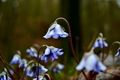 Close-up of purple flowers blooming