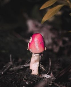 Close-up of fly agaric mushroom on field