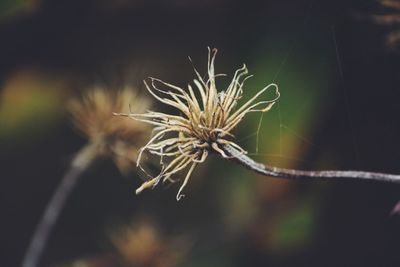 Close-up of plant against blurred background