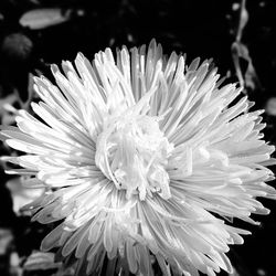 Close-up of flower