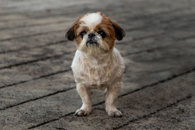 Portrait of puppy on footpath