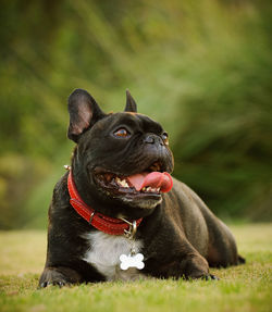 Close-up of dog on grass