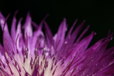 Close-up of pink flower