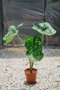 Close-up of potted plant